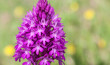 Anacamptis pyramidalis-1602