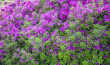 Azalea-0001