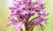 Orchis tridentata-1573
